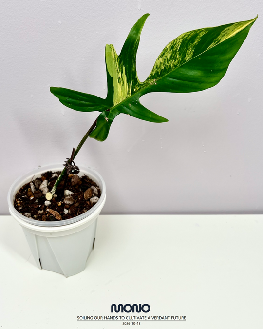 Philodendron 'Florida Beauty' 【美人飞机】[PHFLBE]
