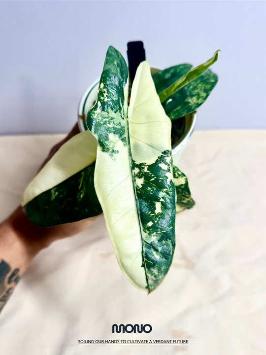 Alocasia Heterophylla Metallic Blue Albo Var.【白锦海妖】[ALHMBAV]