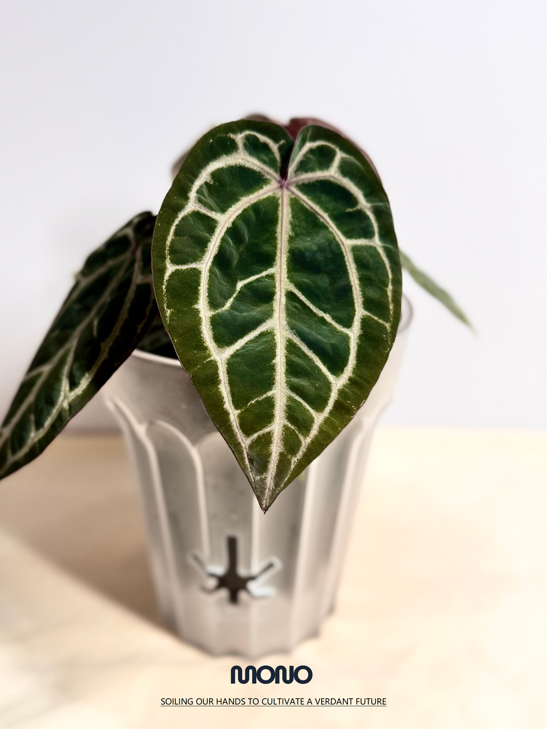 [Mono]【莫若·SSS级粉柠檬紫水晶】Anthurium Pink Lemonade Crystallinum Grade SSS