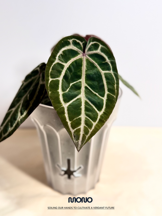 [Mono]【莫若·SSS级粉柠檬紫水晶】Anthurium Pink Lemonade Crystallinum Grade SSS