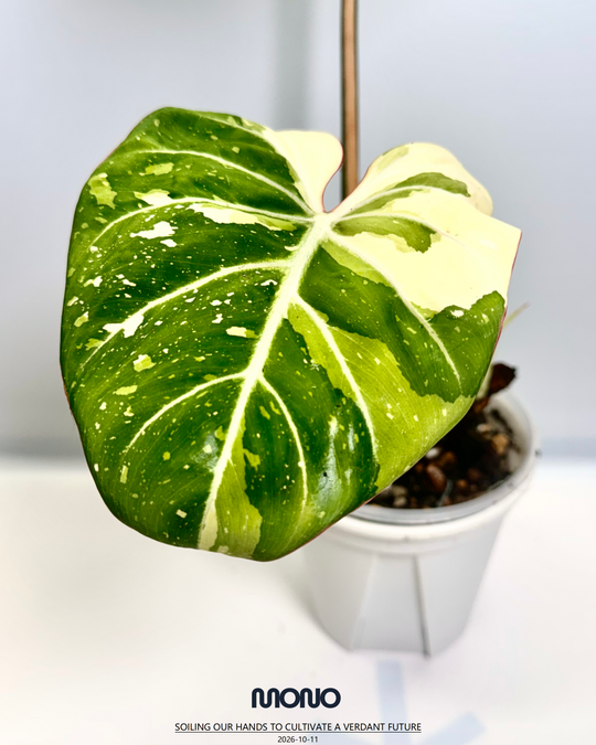 Philodendron Gloriosum Variegated【三色明脉锦】 [PHGLOV]
