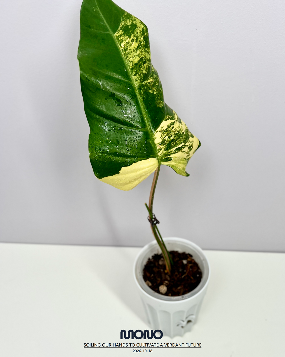Philodendron 'Mango Shake'【芒果奶昔】[PHMASH]