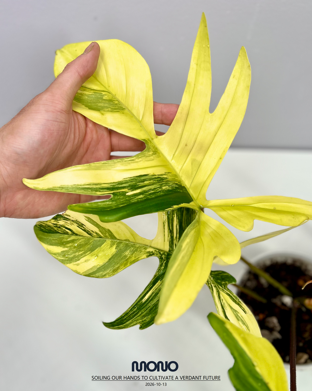 Philodendron 'Florida Beauty' 【美人飞机】[PHFLBE]