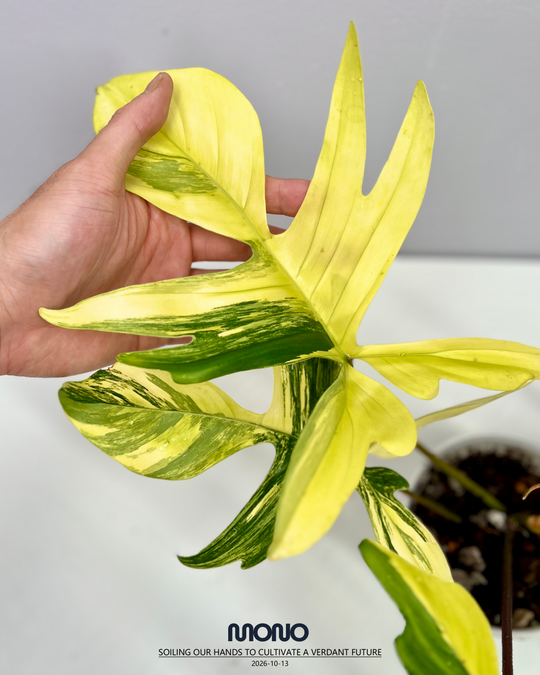 Philodendron 'Florida Beauty' 【美人飞机】[PHFLBE]