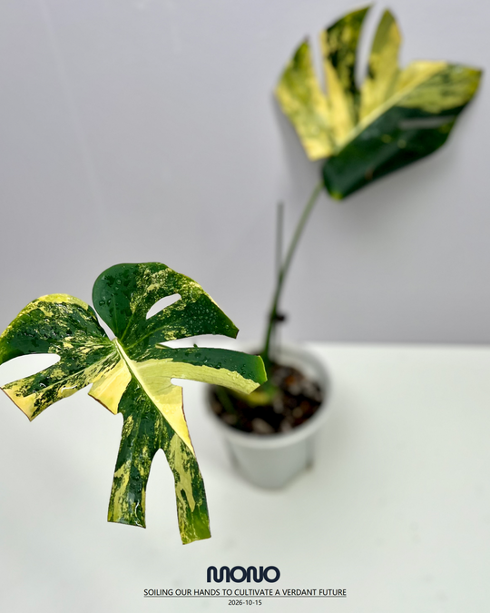 Monstera Deliciosa 'Yellow Marilyn'【玛丽莲短黄】[MDYEMA]