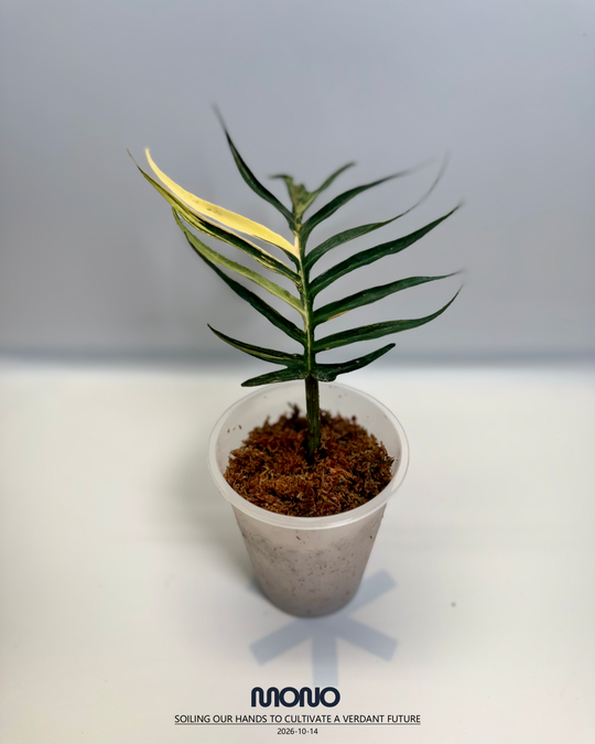 Philodendron 'Tortem' Aurea Var.【黄锦鱼骨蔓绿绒】[PHTOAU]