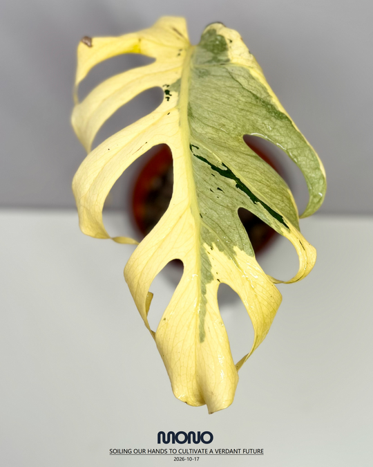 Monstera Deliciosa 'Melancholy'【熔岩芝士】[MDMELA]