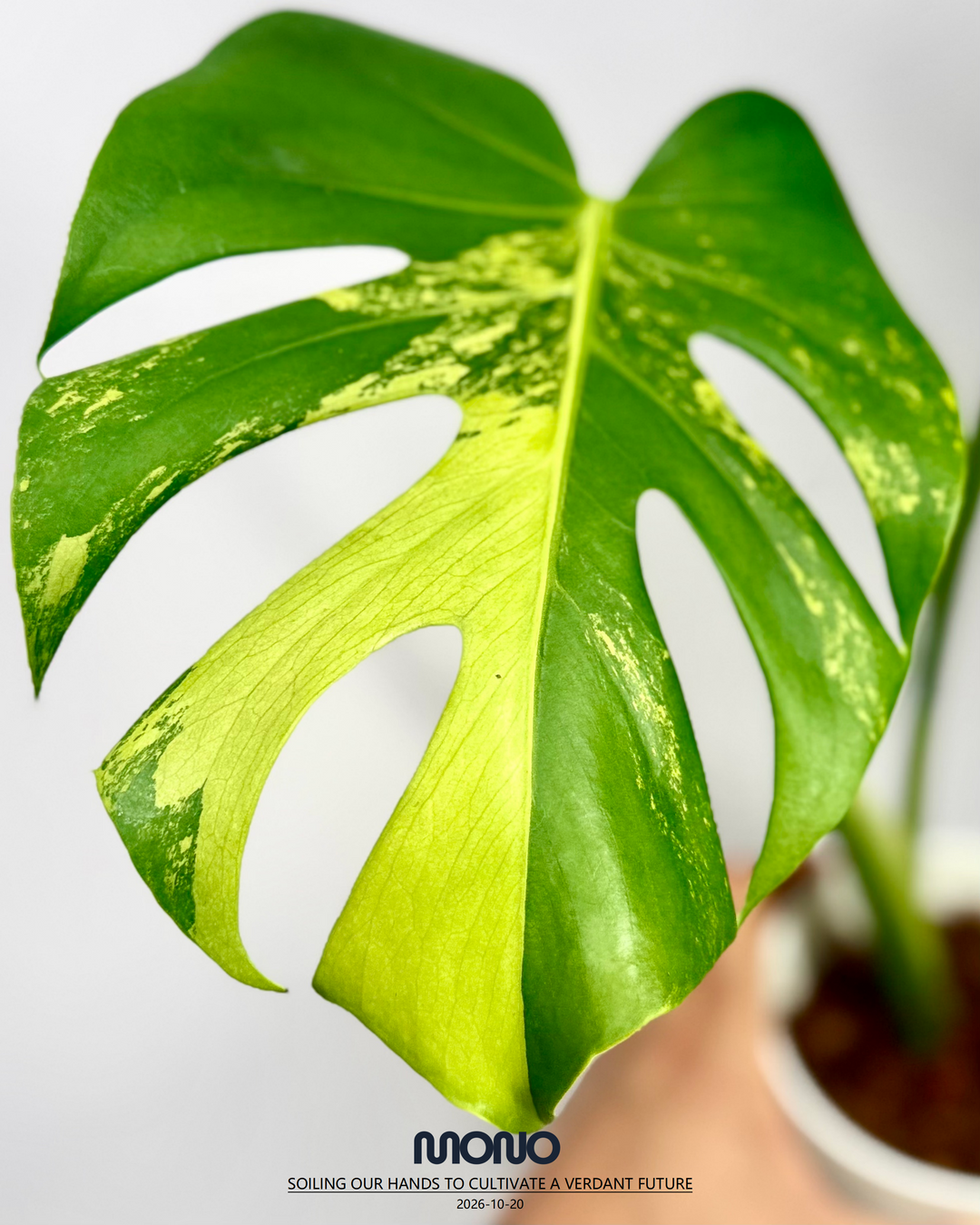 Monstera Deliciosa 'Lime'【莱姆青柠】[MDLIME]