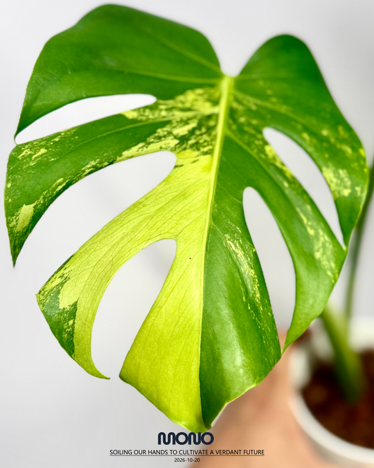 Monstera Deliciosa 'Lime'【莱姆青柠】[MDLIME]