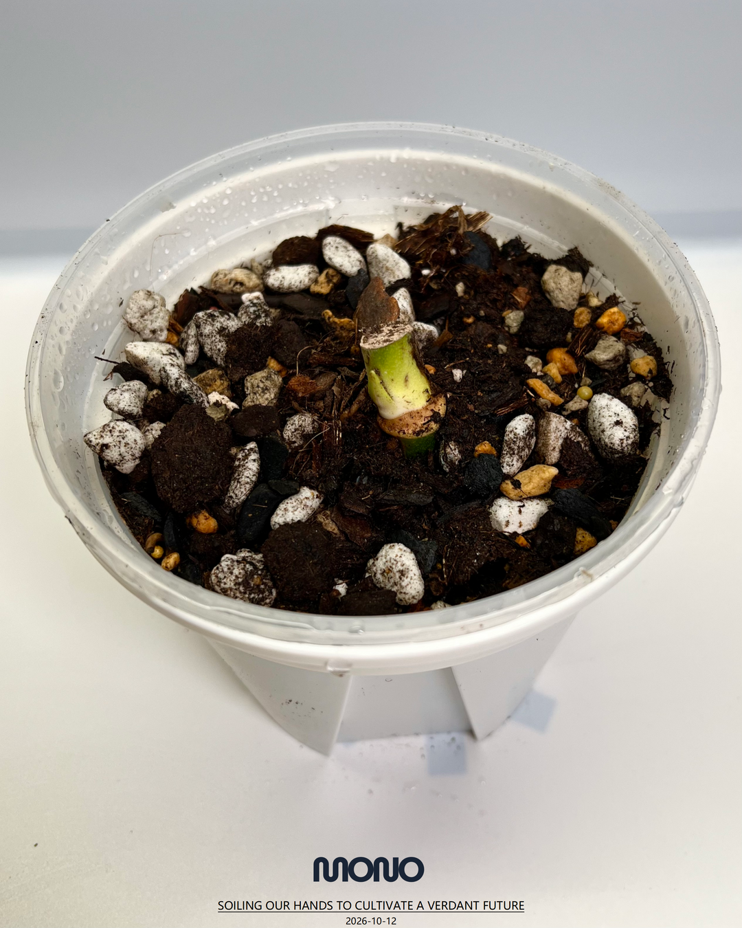 Monstera Esqueleto【Giant】【斜叶巨洞】[MEGIAN]