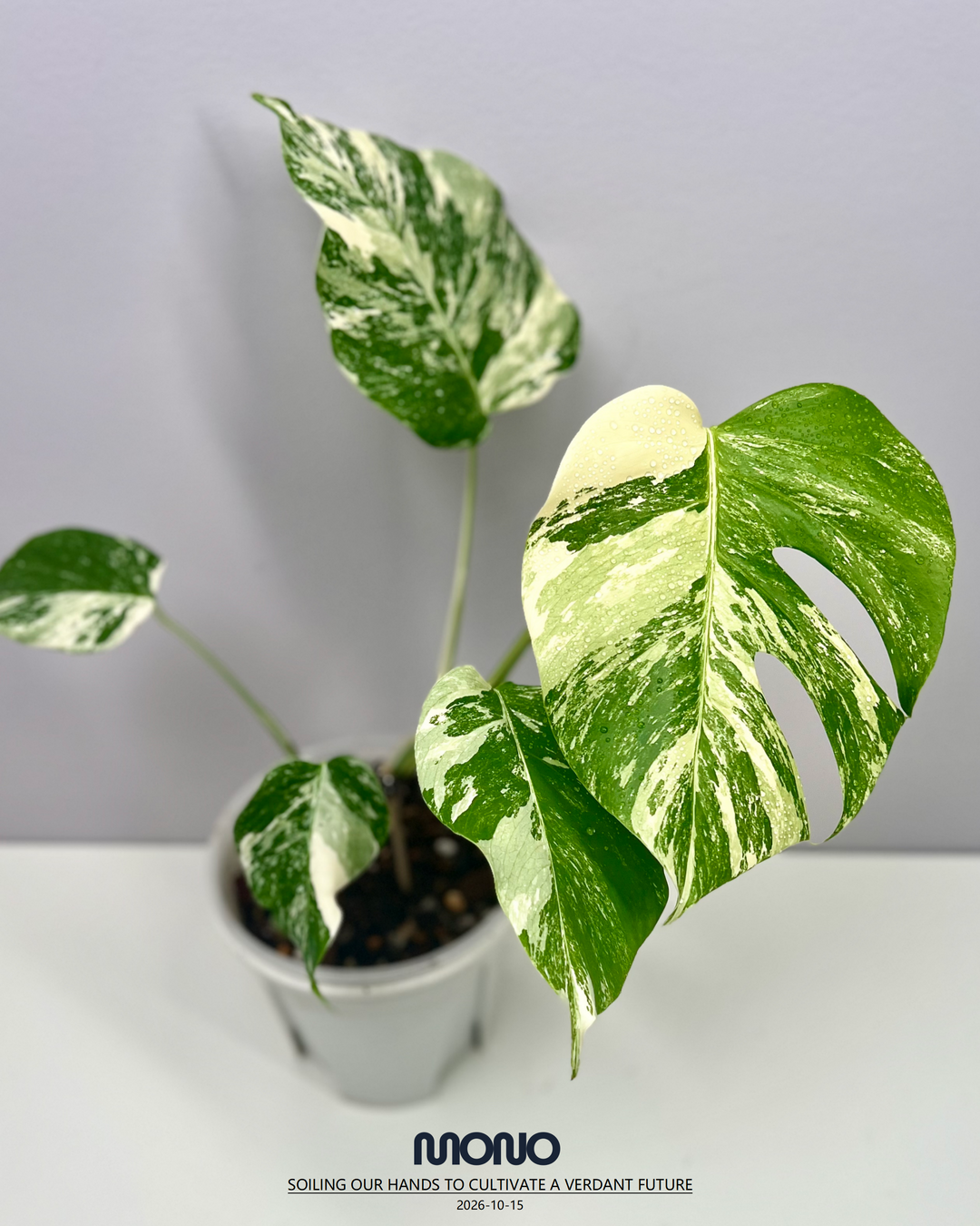 Monstera Borsigiana Albo Var.【长茎白】[MBAB]