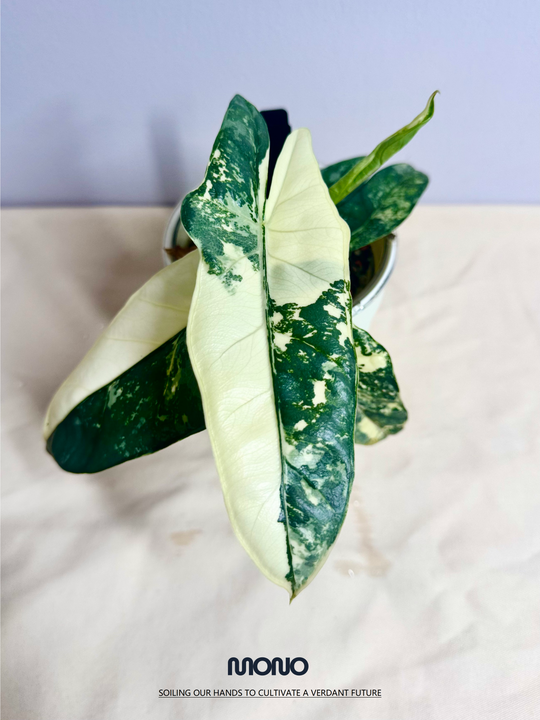 Alocasia Heterophylla Metallic Blue Albo Var.【白锦海妖】[ALHMBAV]