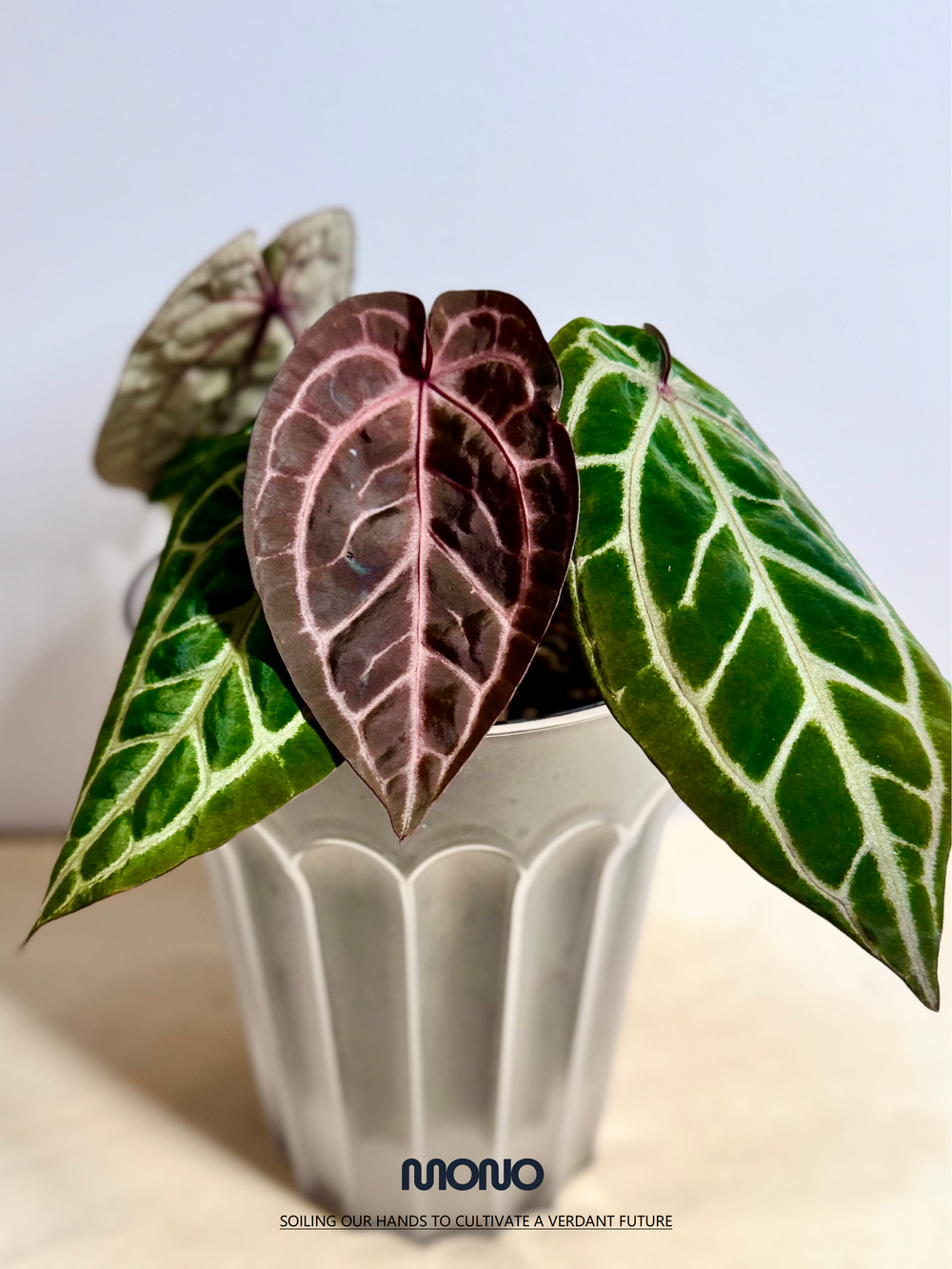 [Mono]【莫若·SSS级粉柠檬紫水晶】Anthurium Pink Lemonade Crystallinum Grade SSS