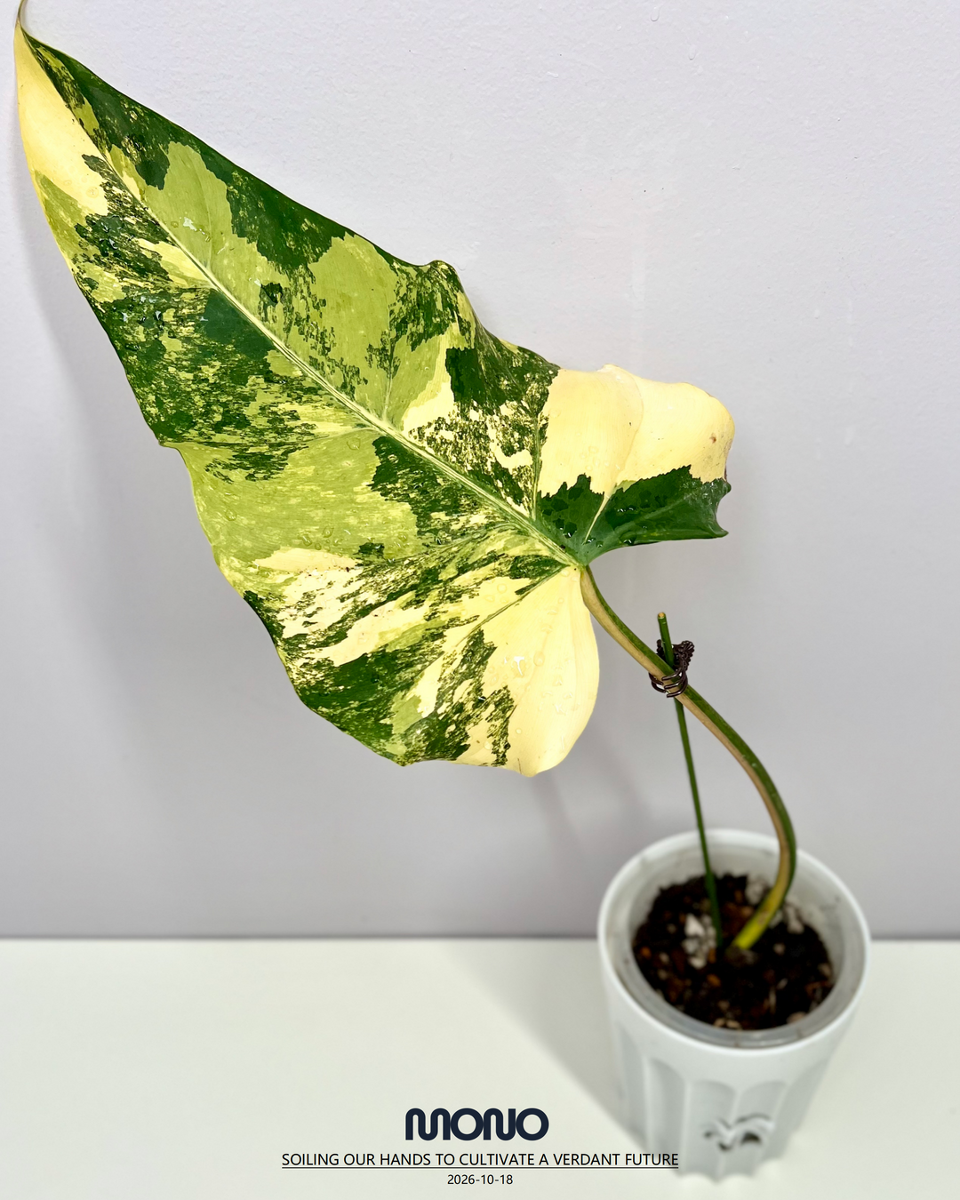 Philodendron 'Mango Shake'【芒果奶昔】[PHMASH]
