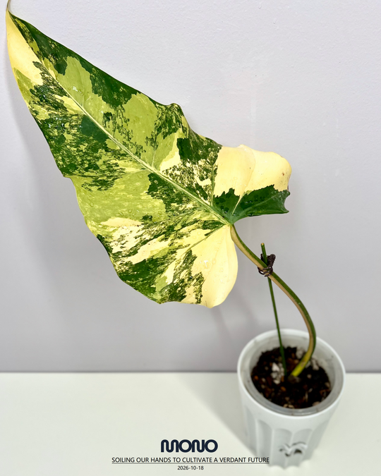 Philodendron 'Mango Shake'【芒果奶昔】[PHMASH]