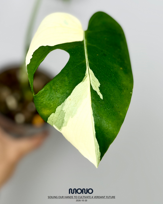 Monstera Deliciosa 'Compacta' Albo Var.【侏儒短白】[MDCOAV]