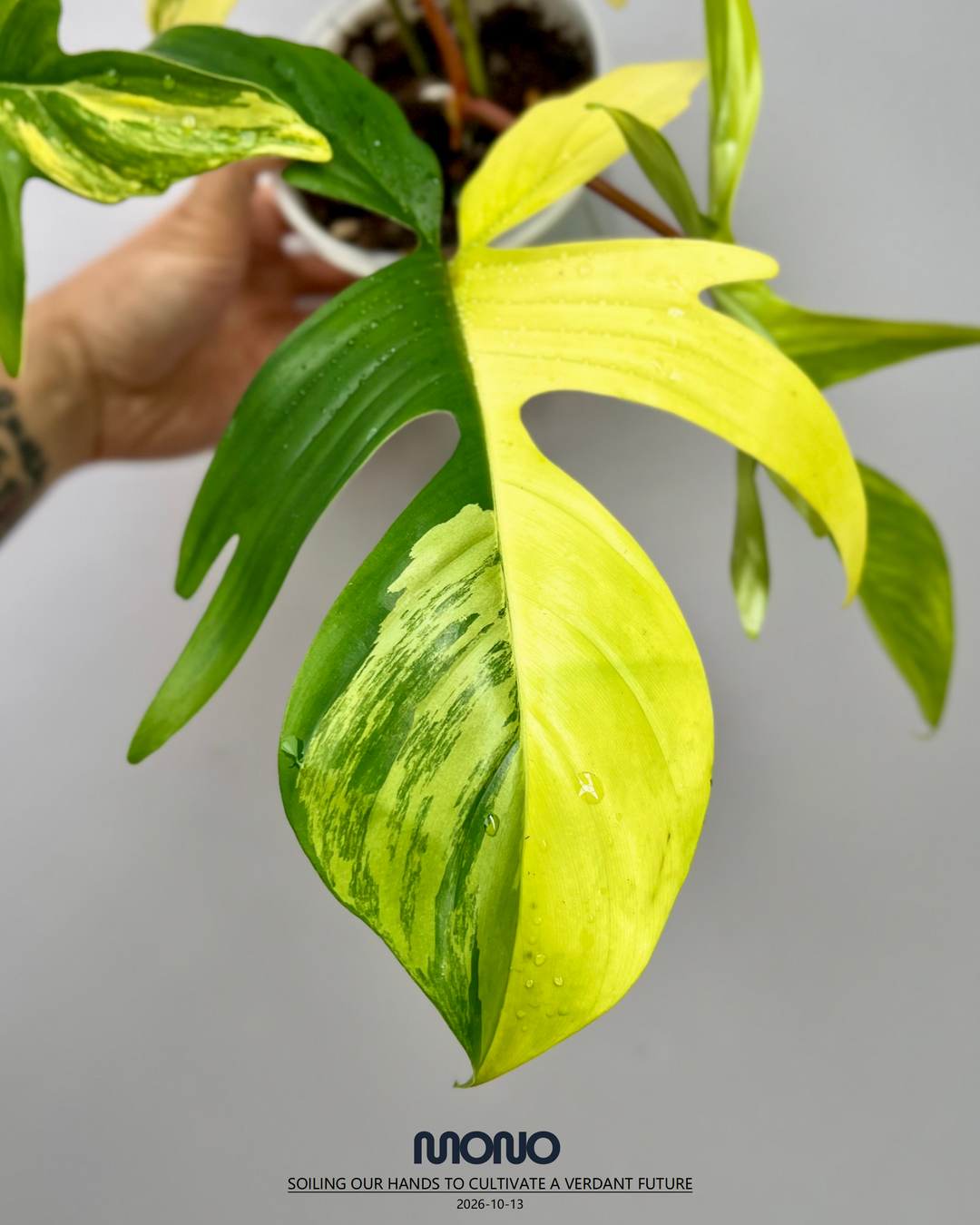 Philodendron 'Florida Beauty' 【美人飞机】[PHFLBE]