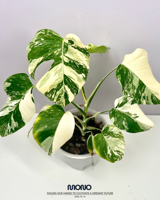 Monstera Borsigiana Albo Var.【长茎白】[MBAB]