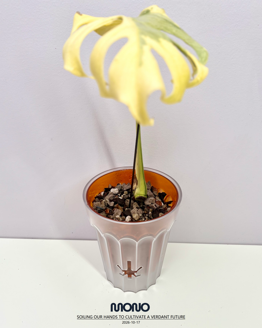 Monstera Deliciosa 'Melancholy'【熔岩芝士】[MDMELA]