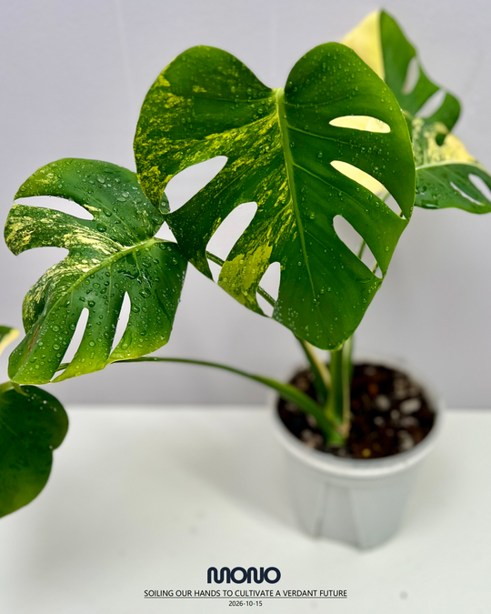 Monstera Deliciosa 'Yellow Marilyn'【玛丽莲短黄】[MDYEMA]