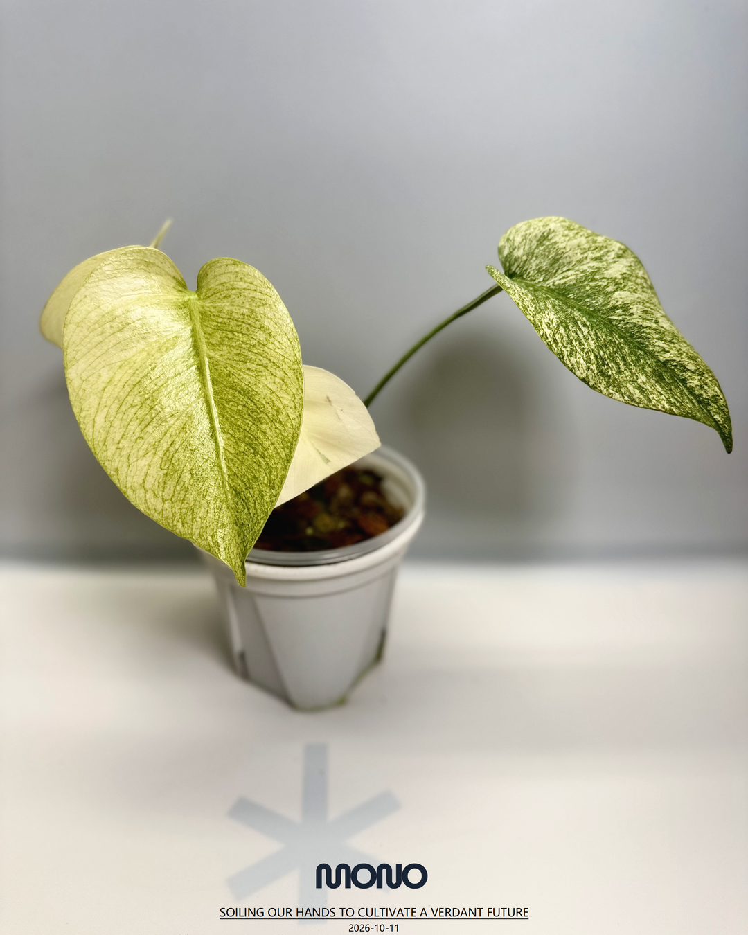 Monstera Deliciosa【Thai Jungle Mint】【泰国薄荷】[MDTHJM]