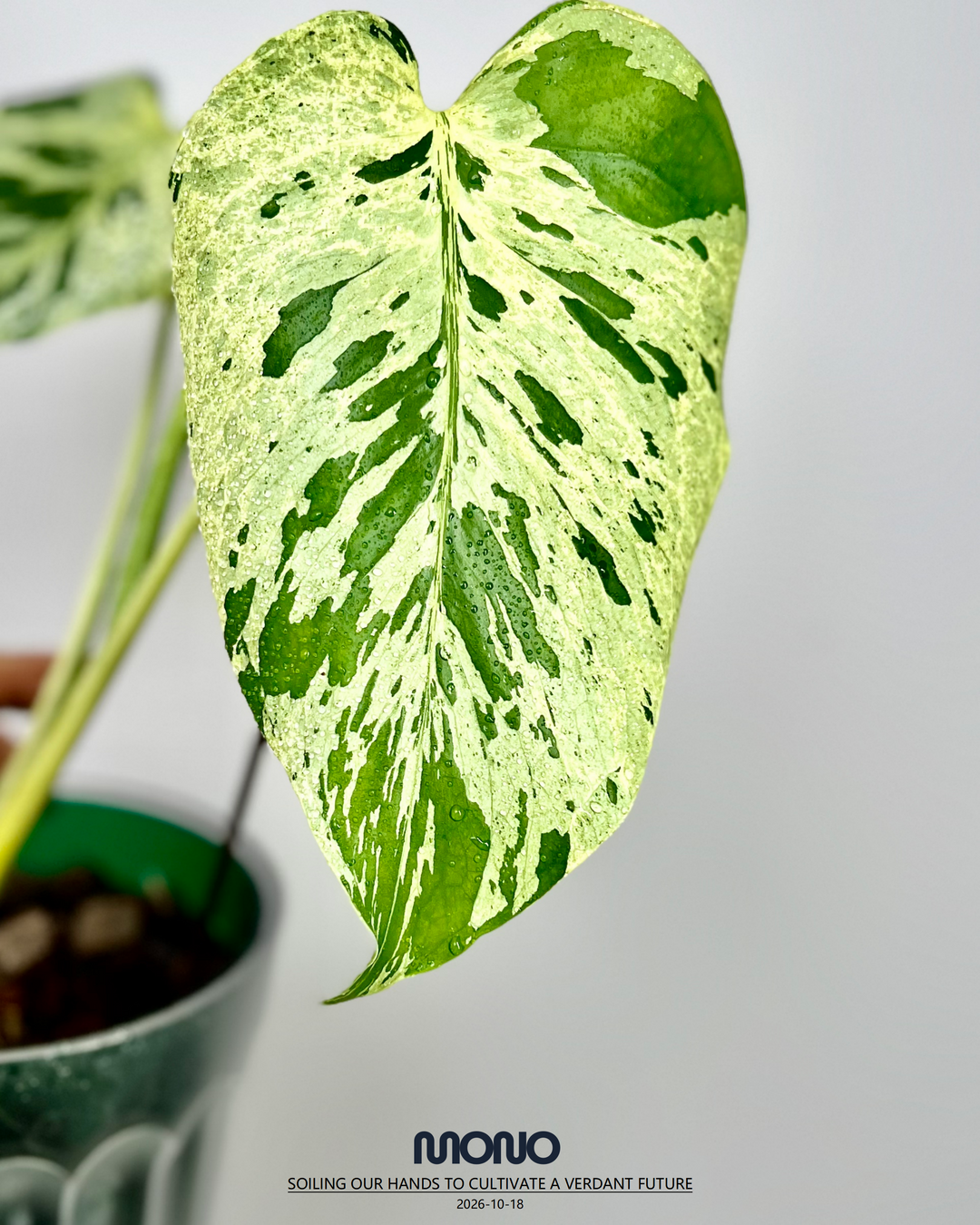 Monstera Deliciosa 【Bulbasaur】【妙蛙种子】[MDBULB]