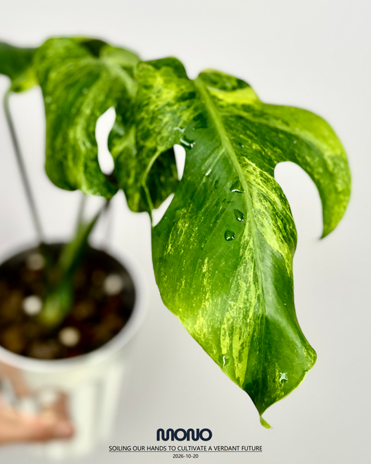 Monstera Deliciosa 'Deep Sea'【深水炸弹】[MDDESE]