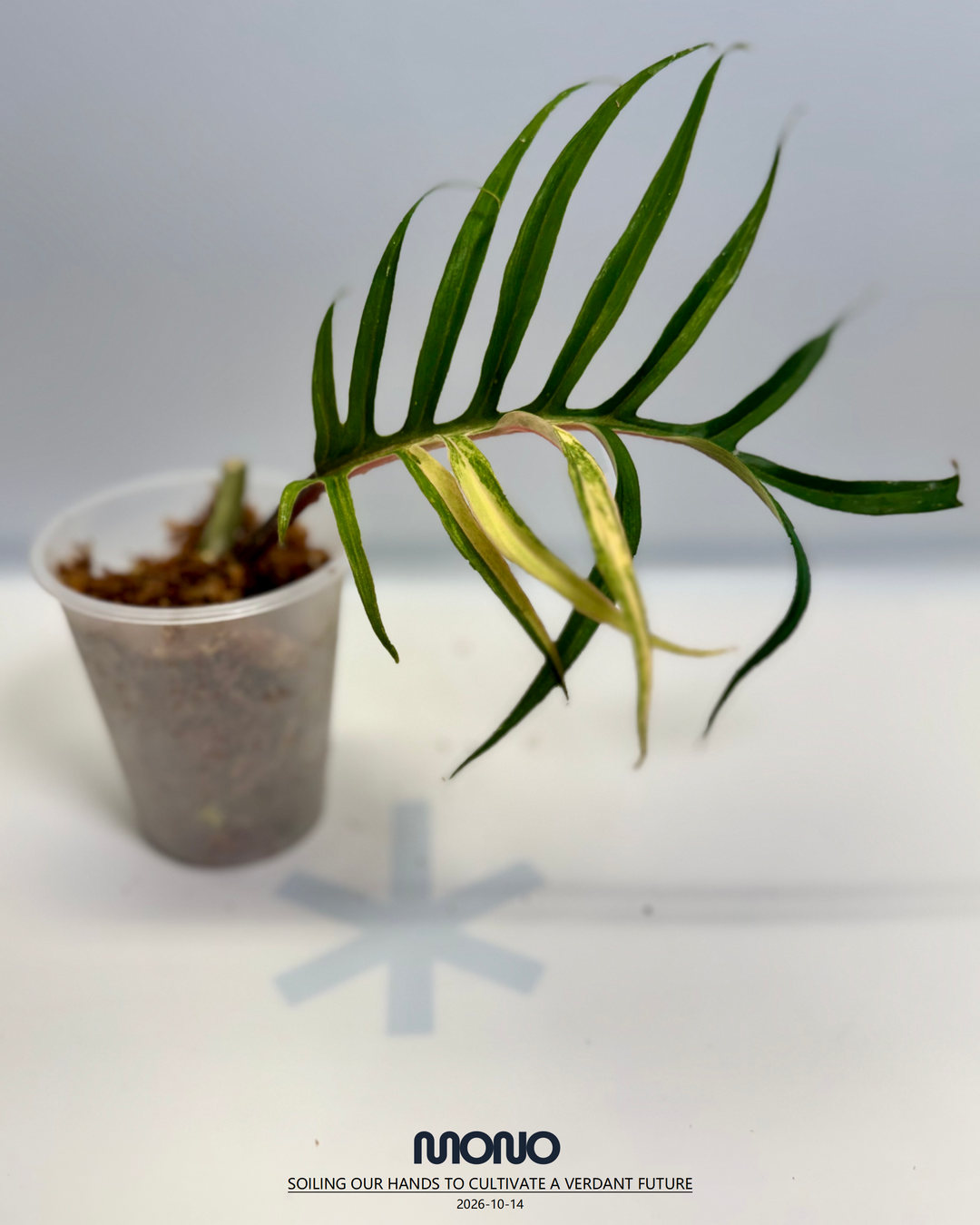 Philodendron 'Tortem' Aurea Var.【黄锦鱼骨蔓绿绒】[PHTOAU]