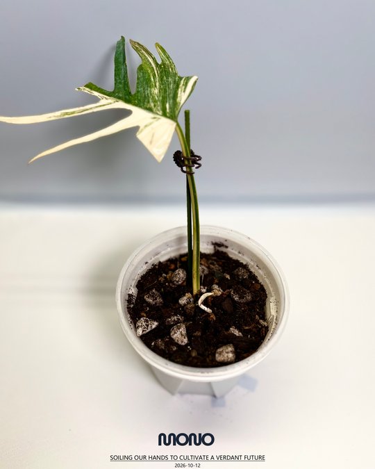 Monstera Deliciosa 【Creme Brulee】【焦糖布丁】[MDCRBR]