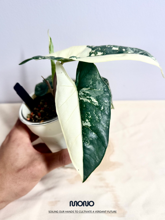 Alocasia Heterophylla Metallic Blue Albo Var.【白锦海妖】[ALHMBAV]