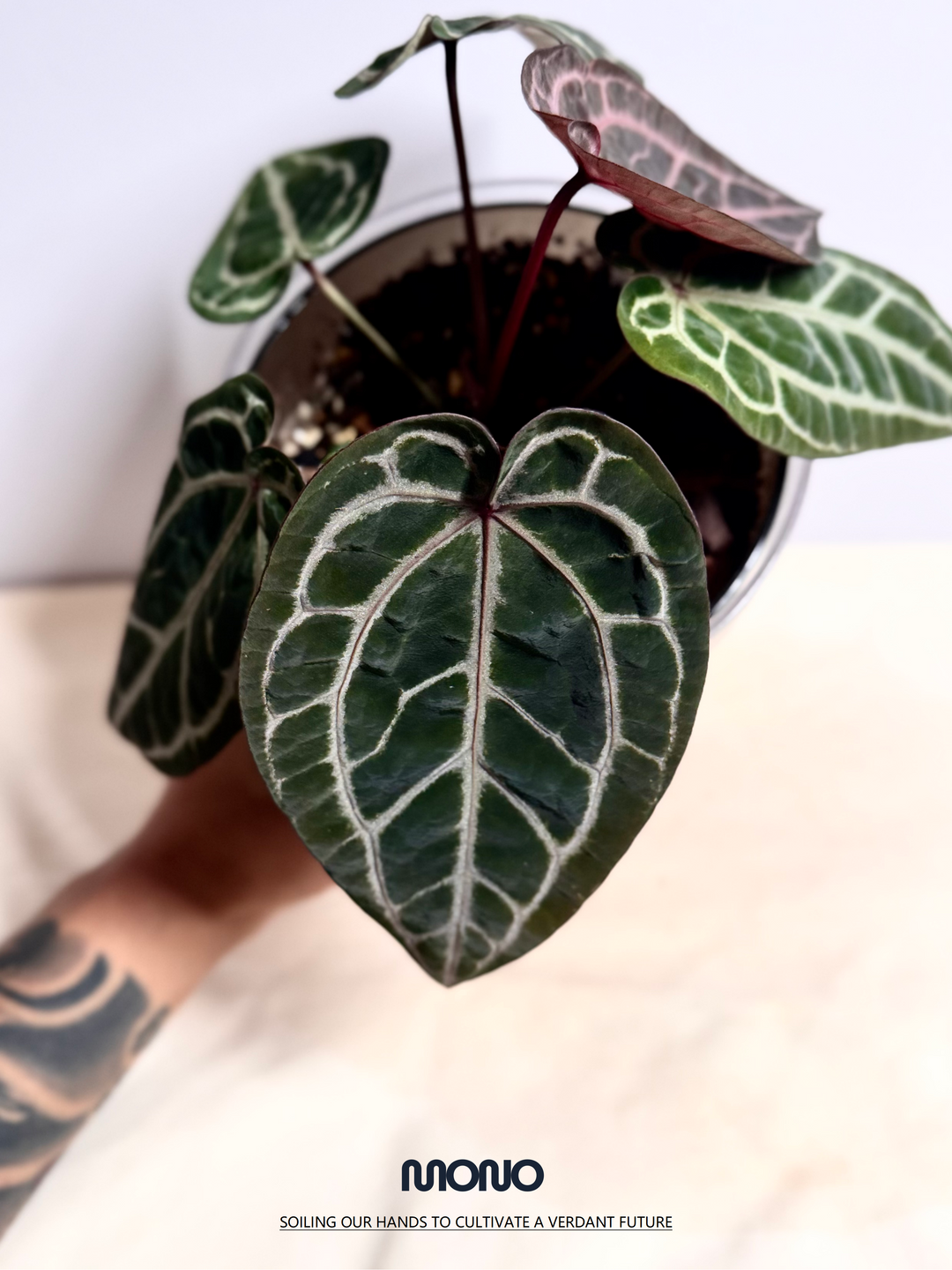 [Mono]【莫若·SSS级粉柠檬紫水晶】Anthurium Pink Lemonade Crystallinum Grade SSS