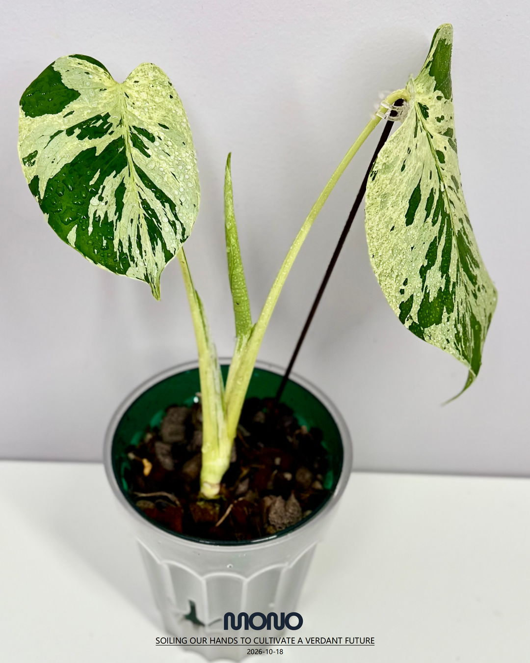Monstera Deliciosa 【Bulbasaur】【妙蛙种子】[MDBULB]