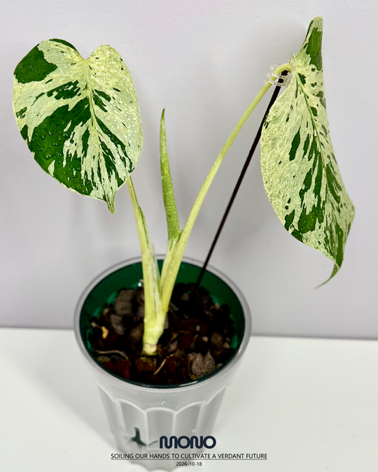 Monstera Deliciosa 【Bulbasaur】【妙蛙种子】[MDBULB]