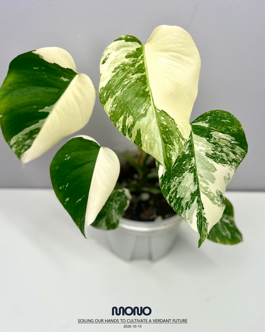 Monstera Borsigiana Albo Var.【长茎白】[MBAB]