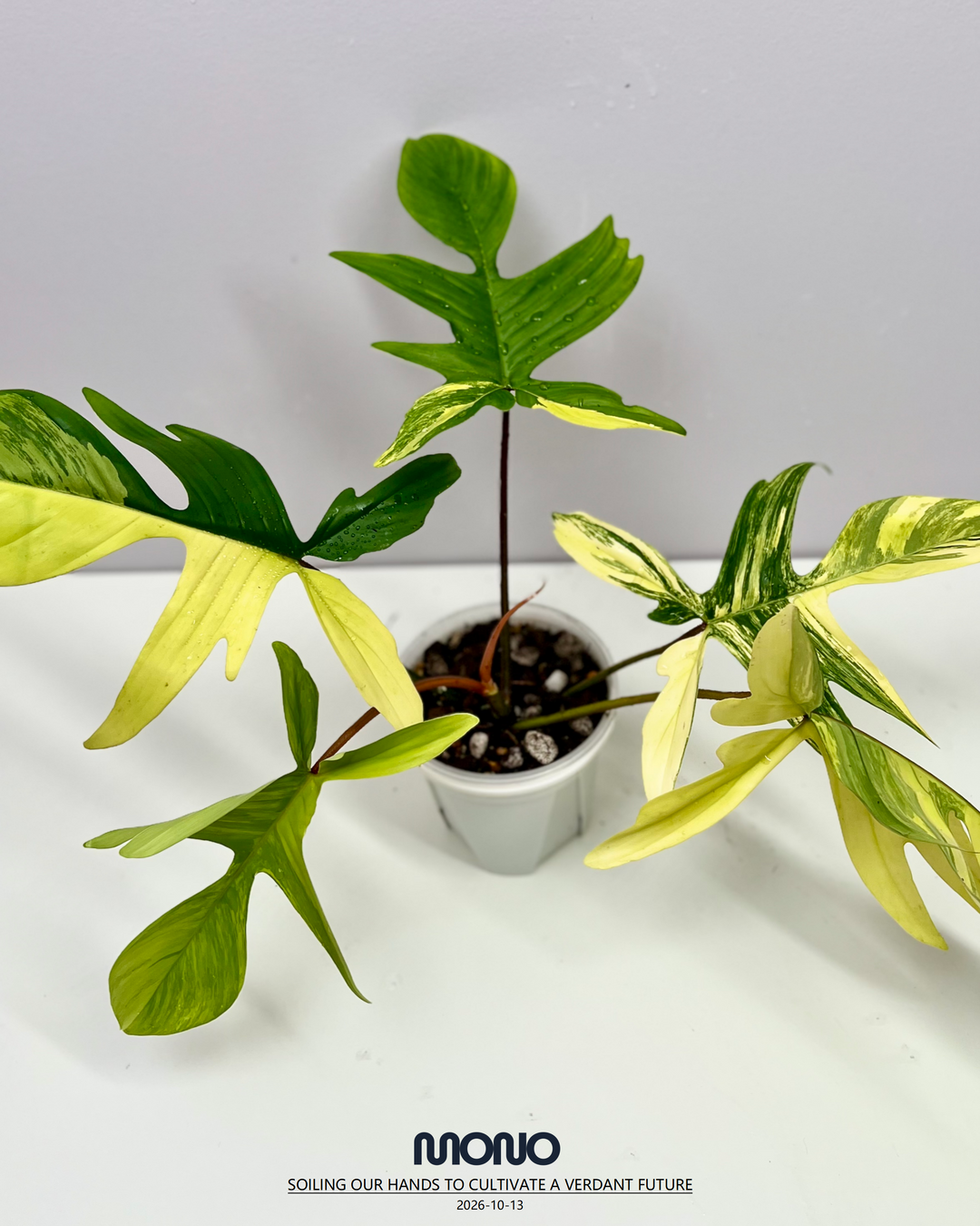 Philodendron 'Florida Beauty' 【美人飞机】[PHFLBE]