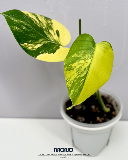 Monstera Deliciosa 'Yellow Marilyn'【玛丽莲短黄】[MDYEMA]
