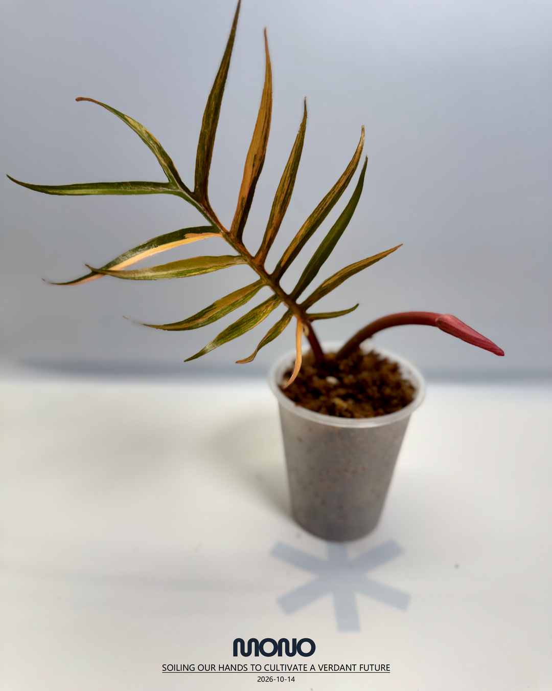 Philodendron 'Tortem' Aurea Var.【黄锦鱼骨蔓绿绒】[PHTOAU]