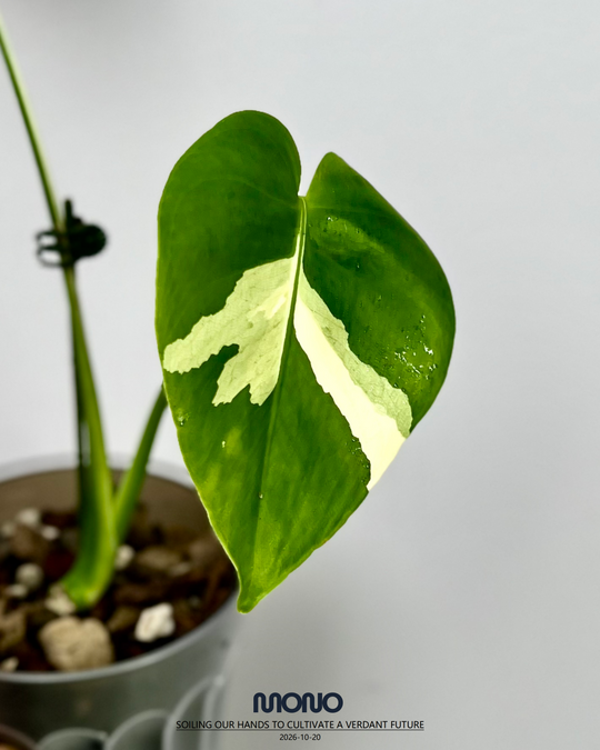 Monstera Deliciosa 'Compacta' Albo Var.【侏儒短白】[MDCOAV]