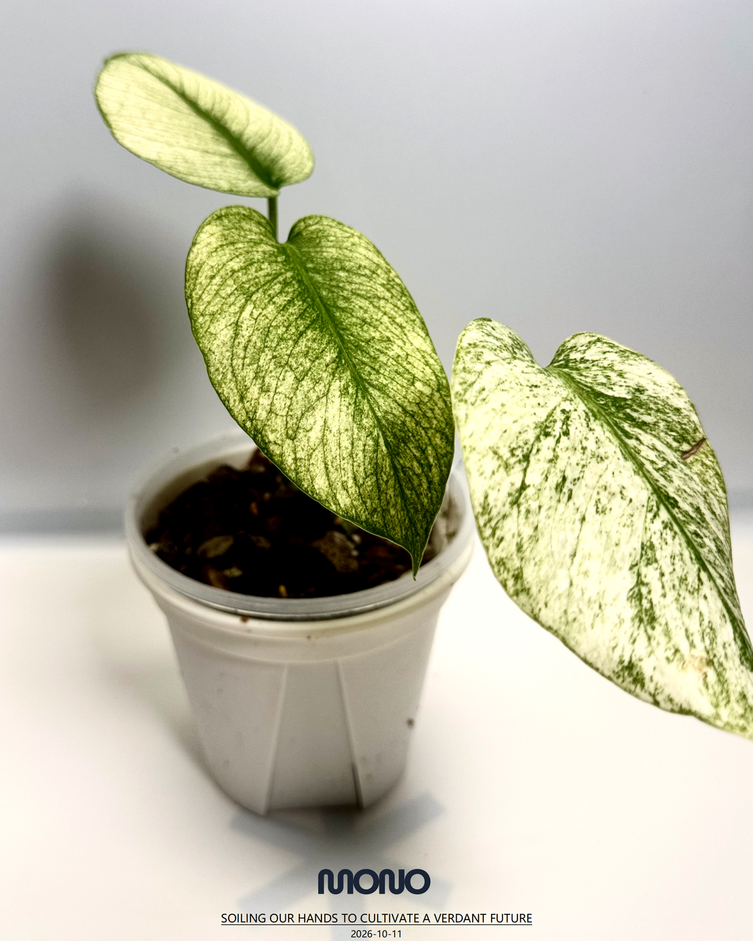 Monstera Deliciosa【Thai Jungle Mint】【泰国薄荷】[MDTHJM]
