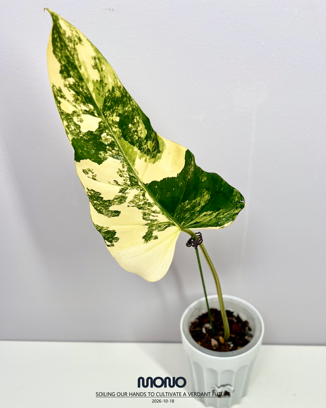 Philodendron 'Mango Shake'【芒果奶昔】[PHMASH]
