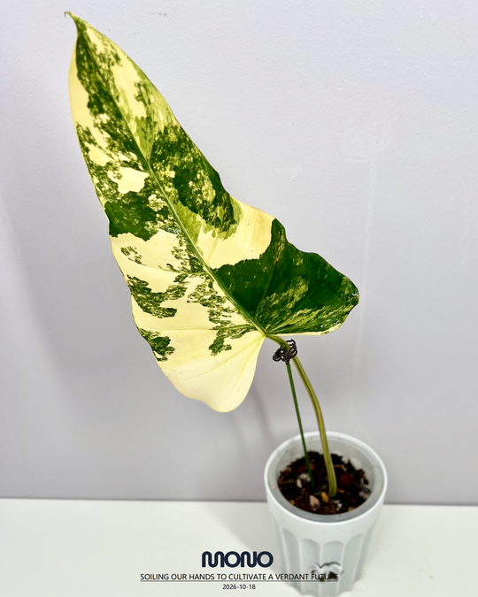 Philodendron 'Mango Shake'【芒果奶昔】[PHMASH]
