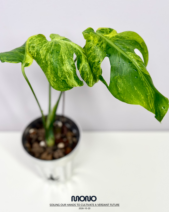 Monstera Deliciosa 'Deep Sea'【深水炸弹】[MDDESE]