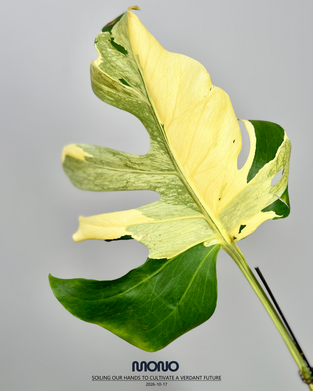 Monstera Deliciosa 'Melancholy'【熔岩芝士】[MDMELA]