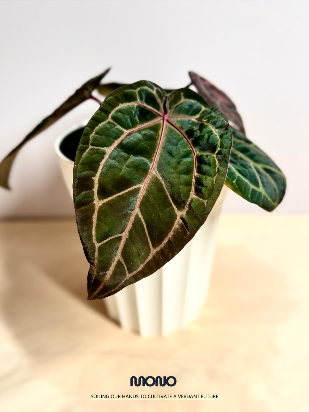 [Mono]【莫若·SSS级红水晶】Anthurium Red Crystallinum Tezula Grade SSS