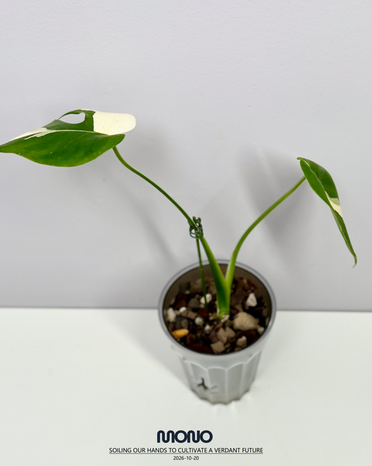 Monstera Deliciosa 'Compacta' Albo Var.【侏儒短白】[MDCOAV]