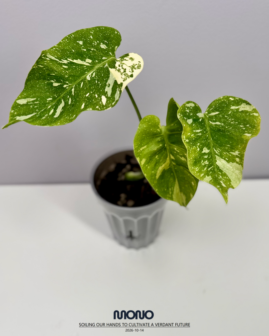 Monstera Deliciosa 'Fishbone'【鱼骨龟背竹】[MDFIBO]