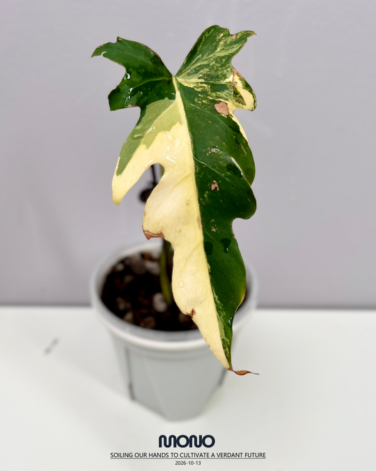 Philodendron 'Radiatum' Aurea Var.【黄锦辐射蔓绿绒】[PHRAAU]