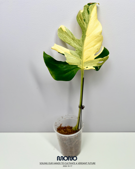 Monstera Deliciosa 'Melancholy'【熔岩芝士】[MDMELA]