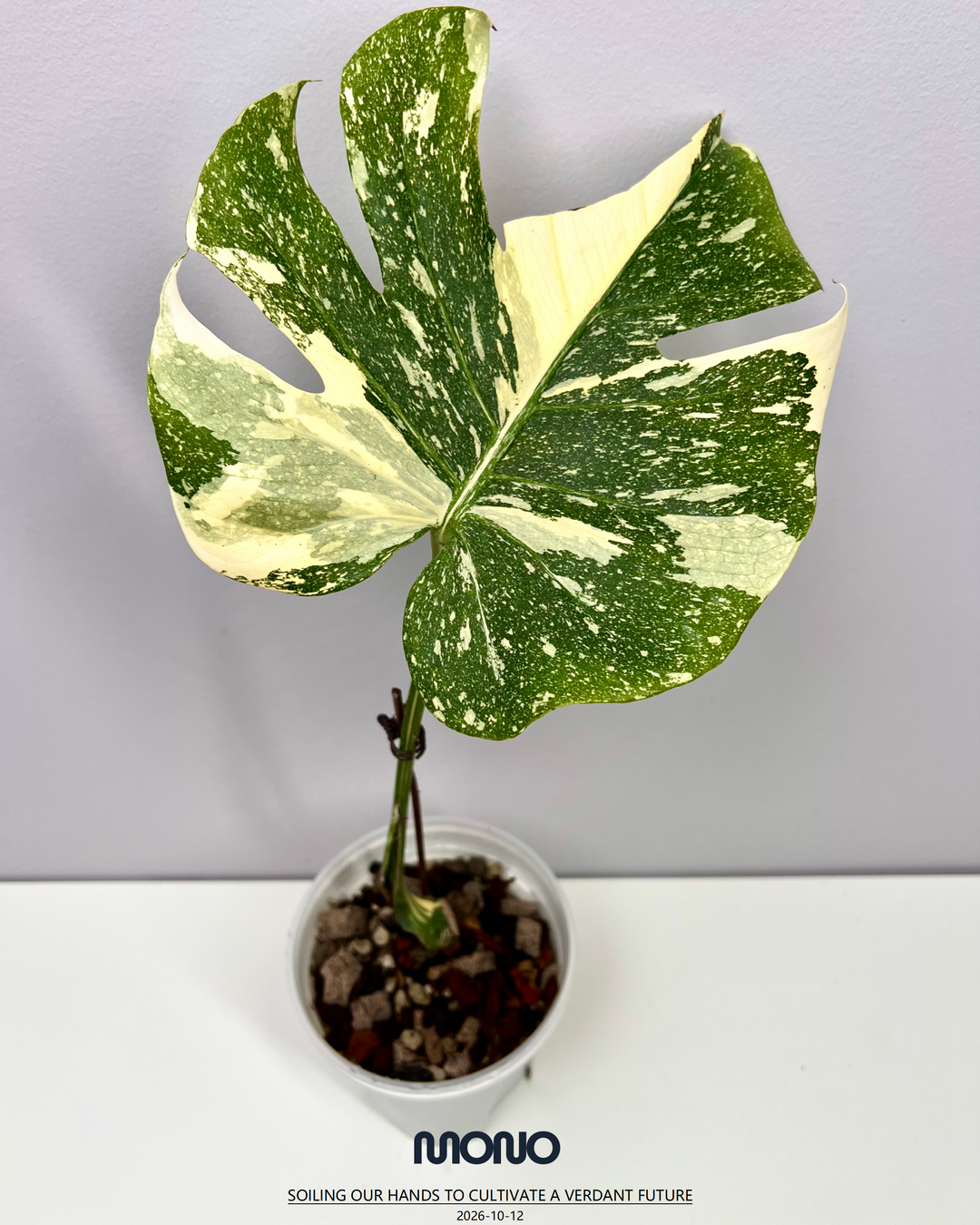 Monstera Deliciosa 【Creme Brulee】【焦糖布丁】[MDCRBR]