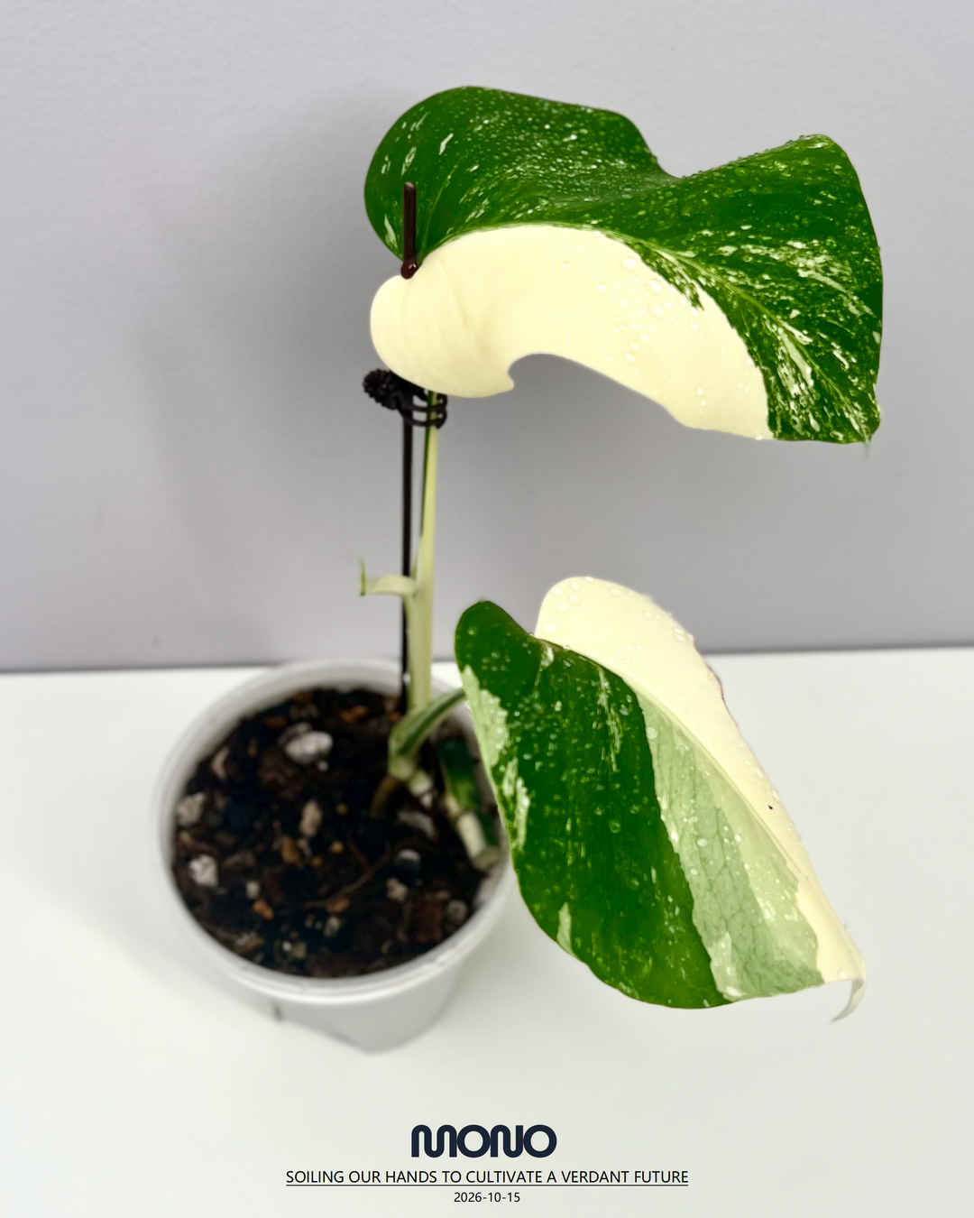Monstera Borsigiana Albo Var.【长茎白】[MBAB]